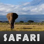 Safari