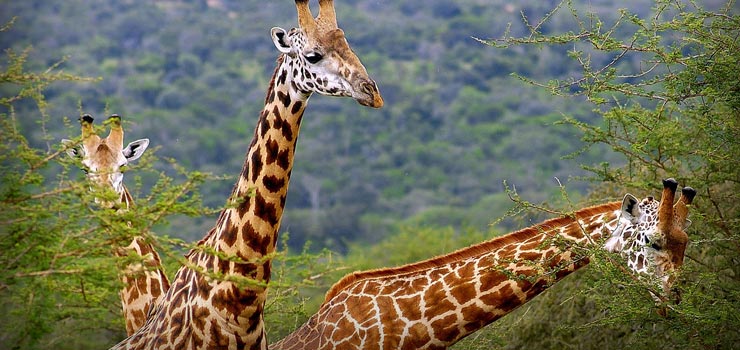 Giraffen